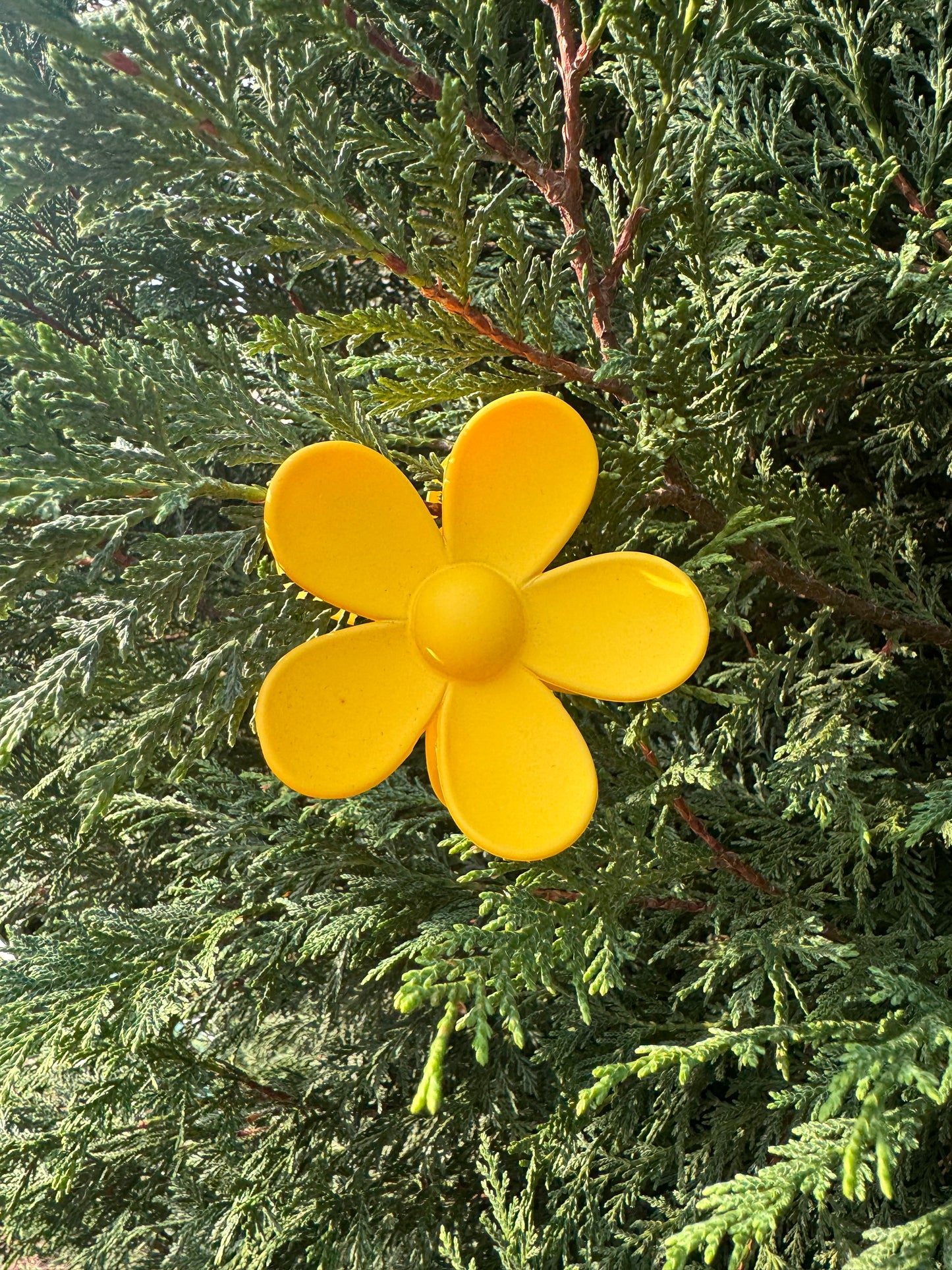 Daisy