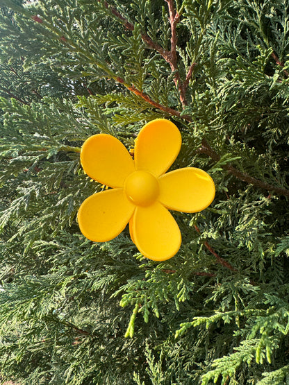 Daisy